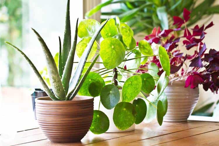 las plantas en el hogar nos brindan muchos beneficios