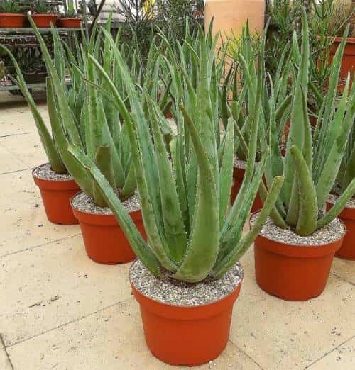 Aloe Vera, La Planta Sanadora Que Podemos Cultivar En Casa