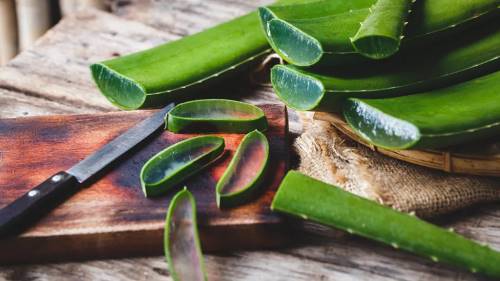 Aloe Vera o La Planta Sanadora Que Podemos Cultivar En Casa