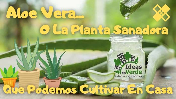 Aloe Vera O La Planta Sanadora Que Podemos Cultivar En Casa