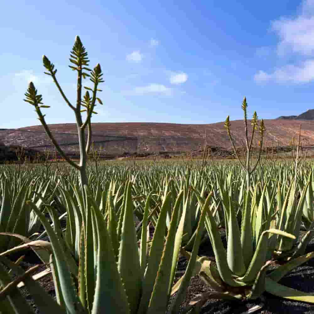 Cultivo de Aloe vera en floración