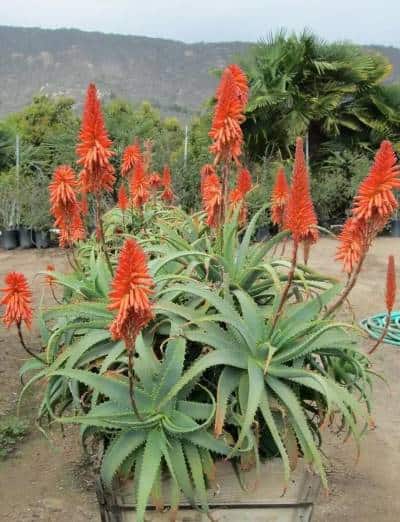 Floración de Aloe vera