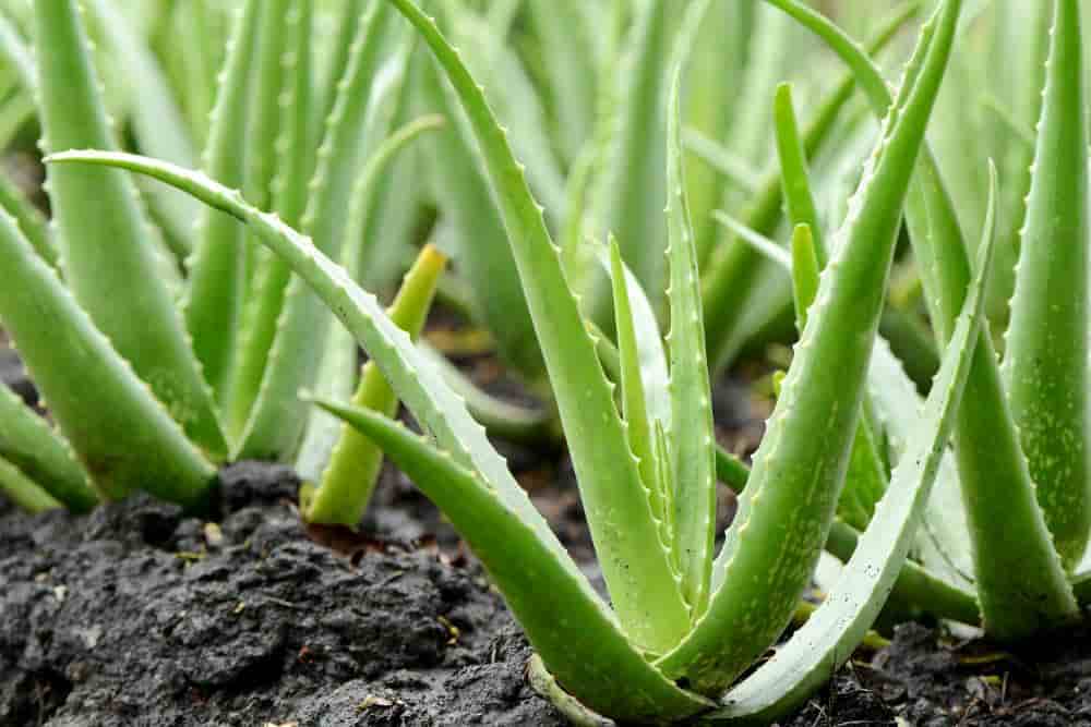 plantación de Aloe vera