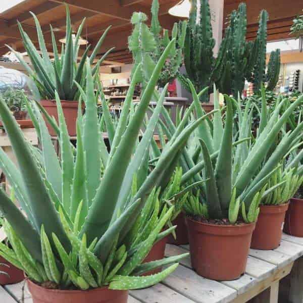 plantas de Aloe vera en vivero