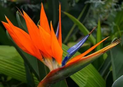 Inflorescencia de Strelitzia reginae o flor del pájaro