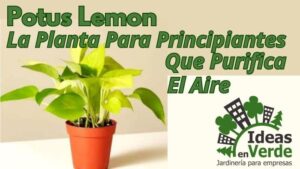 Potus lemon, la planta para principiantes que purifica el aire