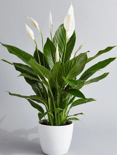 Espatifilo: una planta de interior con flores (sus secretos)