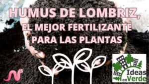 Humus de Lombriz, el mejor fertilizante para las plantas