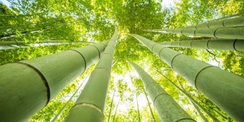 caña de bambu