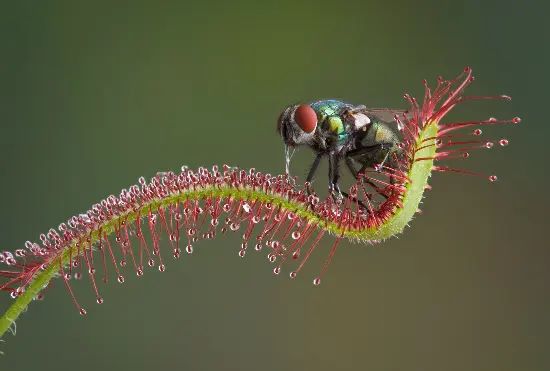 planta carnívora atrapando una mosca